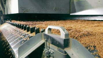 automatizado grano Procesando maquinaria en acción, industrial grano Procesando equipo clasificación trigo video