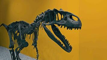 Dinosaur Skeleton Exhibit, The skeletal structure of a predatory dinosaur displayed against a vivid yellow background in a museum. video