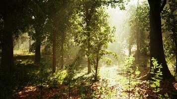 The sun is shining through the trees in the forest video