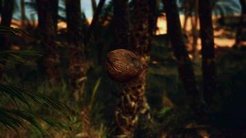 paume arbre avec chute noix de coco sur le le sable video