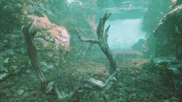 An underwater tree branch in the water video