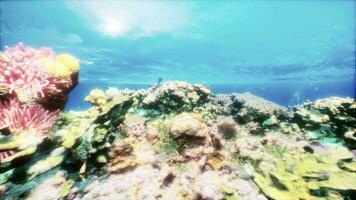 An underwater view of a colorful coral reef video