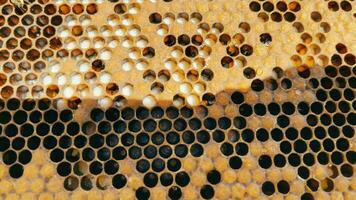 Waben im ein hölzern Bienenstock. Imkerei. Nahansicht von Bienen im ein Bienenstock. video