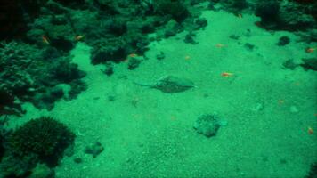un' gruppo di pesce nuoto nel un' verde mare video