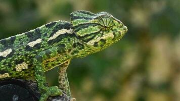 commun caméléon ou méditerranéen caméléon à la recherche autour dans une branche video