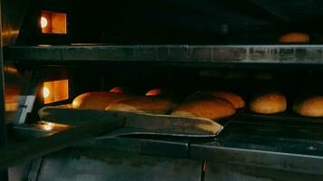 ein Bäcker nimmt Brot aus von das Ofen mit ein groß hölzern Schaufel, Nahansicht. Bäckerei Geschäft. Backen Brot und Bäckerei Produkte. video