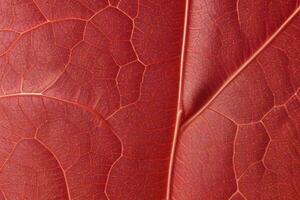 AI generated close up detail of leaf texture wallpaper background. Pro Photo