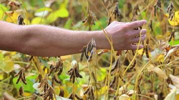 contadino mano valutare soia Ritaglia, agricoltori mano toccante soia impianti nel il campo, valutare Ritaglia Salute video