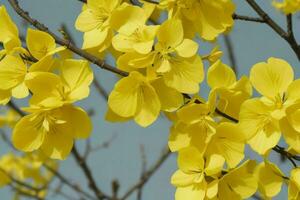 ai generado amarillo primavera hojas, sucursales, y flores antecedentes. Pro foto