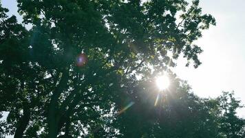 le du soleil des rayons Pause par le vert feuilles de le des arbres. vivre texture avec vert feuilles et rupture Soleil des rayons. video