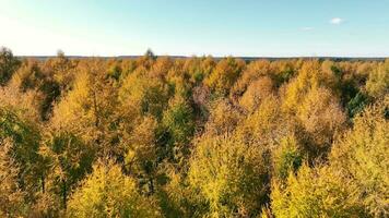 herfst boomtoppen van bovenstaande, antenne visie van dicht herfst boomtoppen in een Woud, presentatie van de seizoensgebonden kleuren. video