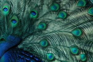 AI generated Peacock vibrant feather texture wallpaper background. Pro Photo