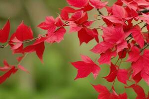 ai generado rojo primavera hojas, sucursales, y flores antecedentes. Pro foto
