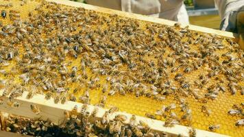 honingraat kader van een bijenkorf met een zwerm van bijen Aan het. macro visie van een zwerm van bijen kruipen Aan een houten bord gevulde met was- en heerlijk honing video