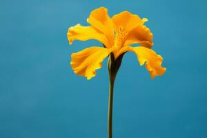 ai generado un amarillo flor con un azul llanura antecedentes foto