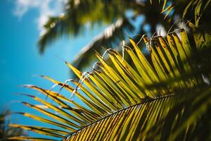 AI generated close up of a palm tree leaf with a blue sky in the background photo