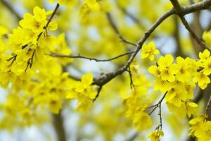 AI generated Yellow spring leaves, branches, and flowers background. Pro Photo