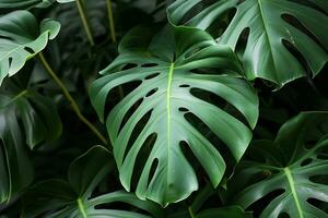 AI generated a close up of a monstera plant with large leaves photo