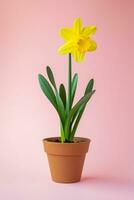 AI generated image of daffodil flower on isolated plain background photo