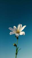 ai generado un soltero blanco flor con un azul cielo en el antecedentes foto