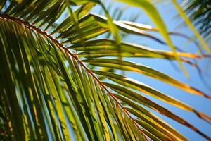 AI generated close up of a palm tree leaf with a blue sky in the background photo