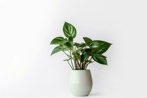 AI generated green leaf plant on vase in white background photo