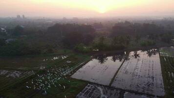 skön ris fält se i vår på soluppgång morgon- med fåglar cirkulerande runt om. antenn se av ris fält innan plantering i lantlig thailand. video