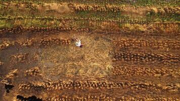 agricultores cortar arroz rastrojo en arroz campos por utilizando cuerda recortadora. arroz rastrojo desde campos cosechado en tailandia video