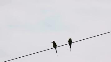 dos tropical aves son sentado en línea en el eléctrico cable. aves forrado arriba en alambres, negro y blanco vista. video