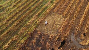 agricultores cortar arroz rastrojo en arroz campos por utilizando cuerda recortadora. arroz rastrojo desde campos cosechado en tailandia video