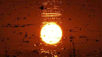 The reflection on the water surface of the big sun at sunset or sunrise. Golden sunlight reflects on the water in the rice fields. video