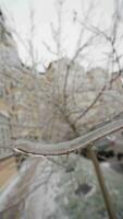 Tree Branches Covered with Ice. Frozen Bush. Cold and Winter Weather Concept video