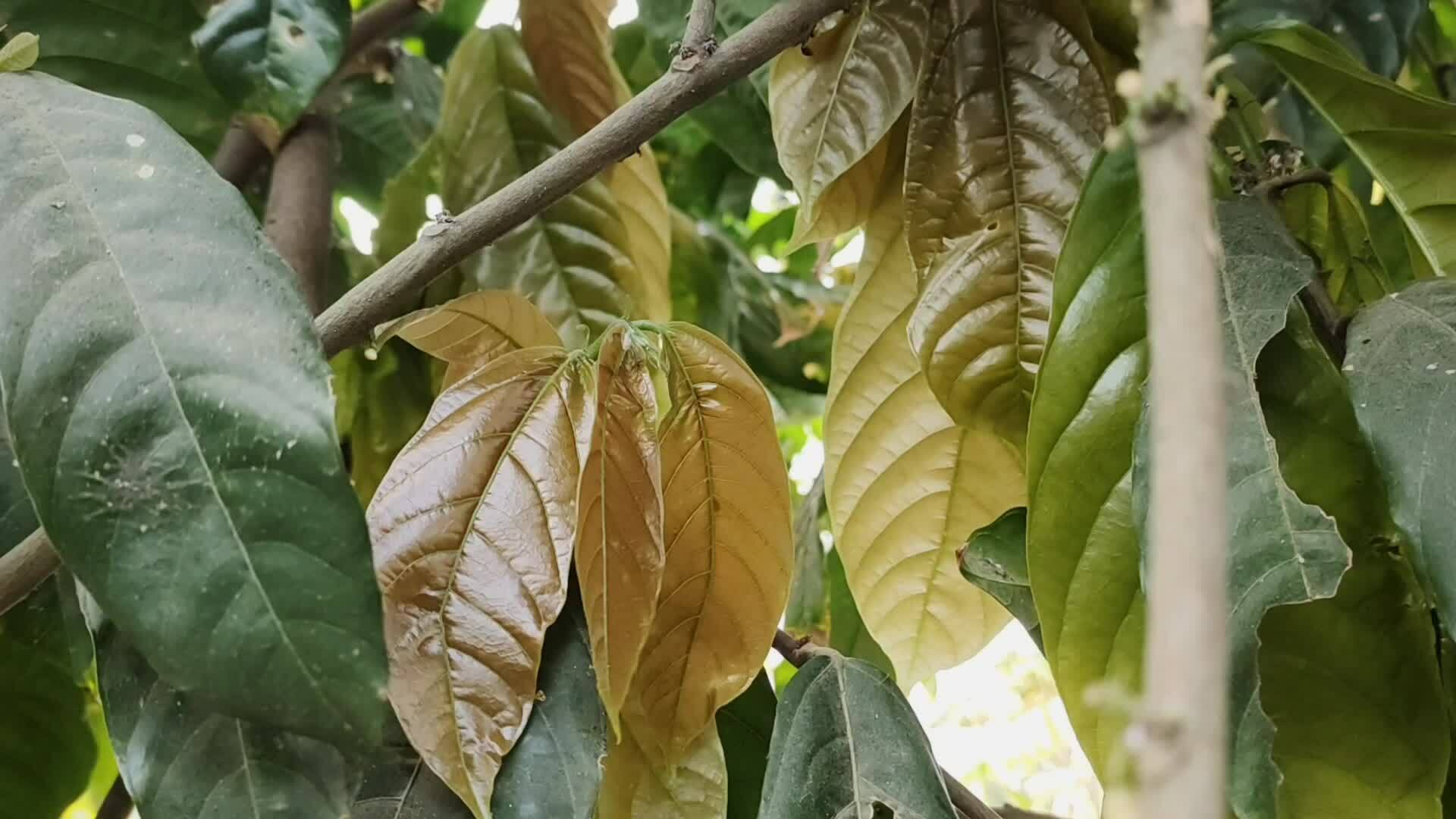 Footage of Theobroma cacao leaves blowing in the wind. Theobroma cacao ...