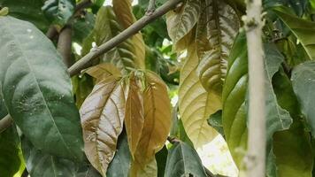 Aufnahmen von Theobrom Kakao Blätter weht im das Wind. Theobrom Kakao ist ein Pflanze Das produziert Obst welche ist benutzt zu machen Schokolade. das Samen, namens Kakao Bohnen. video