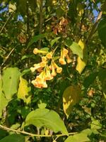 amarillo jazmín, comúnmente conocido como cestrum aurantiacum linda, originada en Guatemala y el indio islas foto