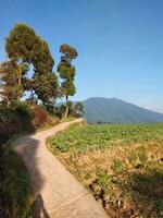 Beautiful view of the concrete road with trees from the sides and the hill in the distance photo