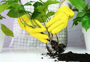 Woman's hands in yellow gloves holds young syngonium plant. Transplanting and caring for indoor plants at home. Close-up. Selective focus. photo