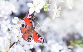 hermosa mariposa en un floración rama. primavera antecedentes. de cerca. selectivo enfocar. foto