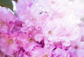 de cerca de floreciente rosado sakura en un primavera soleado día. primavera fondo de pantalla. bandera. selectivo enfocar. foto