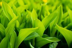 Green leaves of lily of the valley in blur. Pattern of green leaves. Natural background. Selective focus. photo