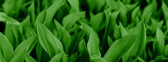 Banner. Natural background of green lily of the valley leaves. Selective focus. photo