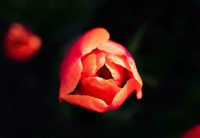 Close-up of the red tulip on a dark background. Natural wallpaper. Selective focus. photo