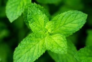 Close-up of mint leaves. Natural background. Wallpaper. Selective focus. photo