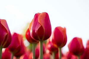 Field of beautiful red tulips. Natural background. Springtime. Selective focus. photo