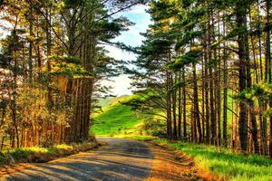 el antecedentes imagen vitrinas el escénico belleza de doblar, robledal, bosque, naturaleza, la carretera foto