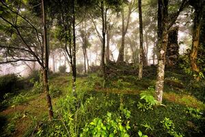 Scenery with Green Pine Trees and Fog Image of the Pathway Between the Evergreen photo