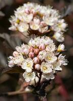 común nueve corteza, Physocarpus opulifolius foto