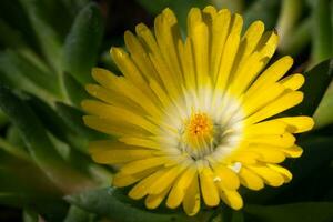 mediodía flor, delosperma congestum foto