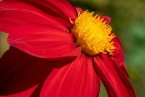 Close up image of Dahlia photo