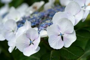 Penny mac, Hydrangea macrophylla photo